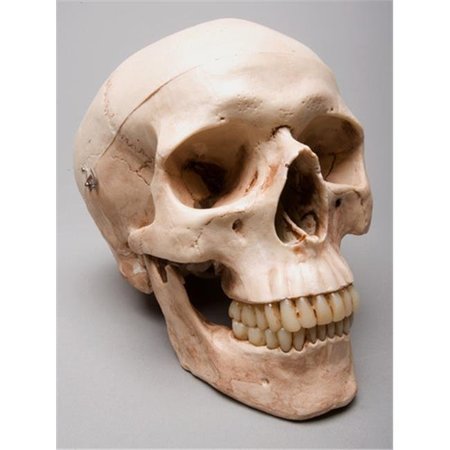 SKELETONS AND MORE Skeletons and More SM200DA Aged 2nd Class Harvey Skull SM200DA